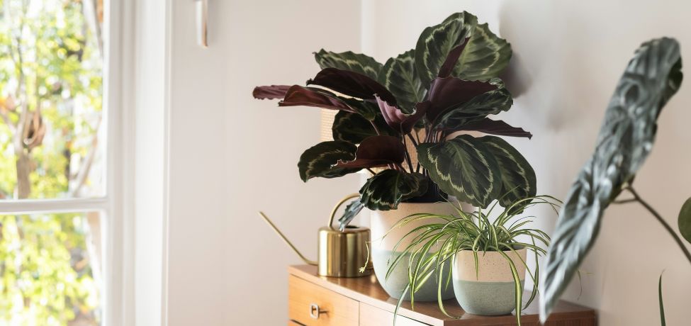 Fă-ți casa pregătită pentru toamnă cu plante de interior
