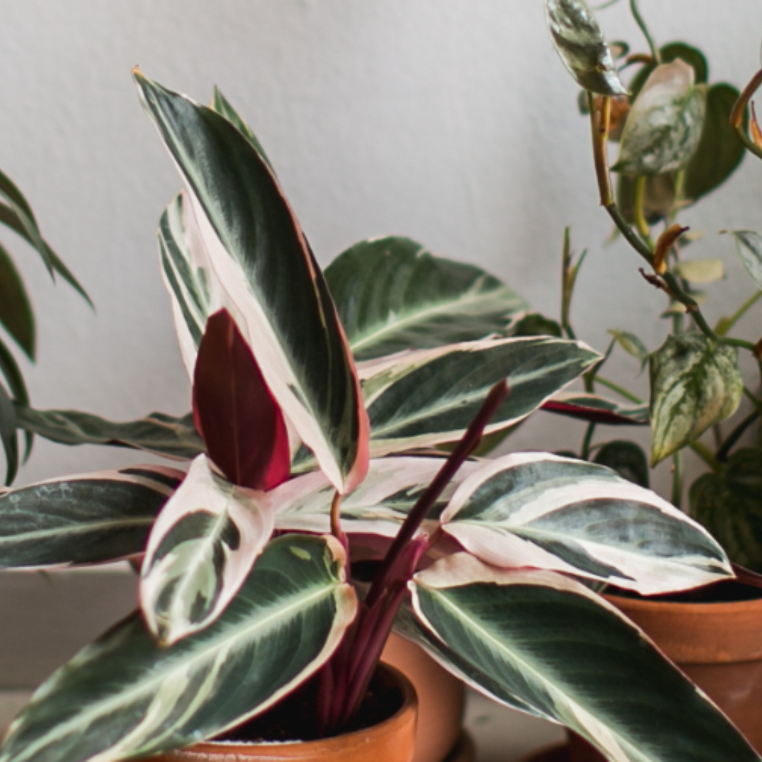 Plantele de interior iarna: așa supraviețuiesc lunilor întunecate