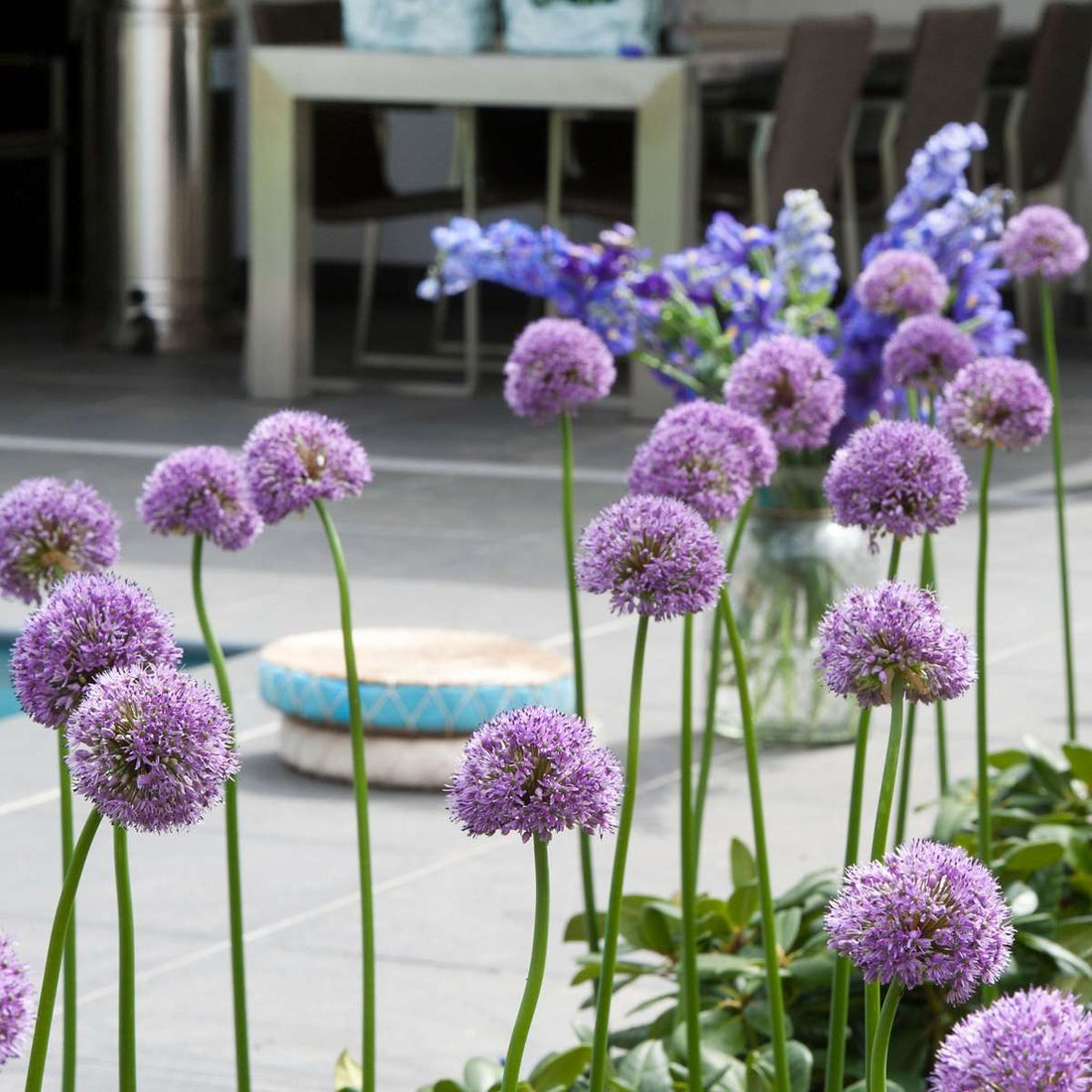 Cum și când se plantează bulbii de Allium?