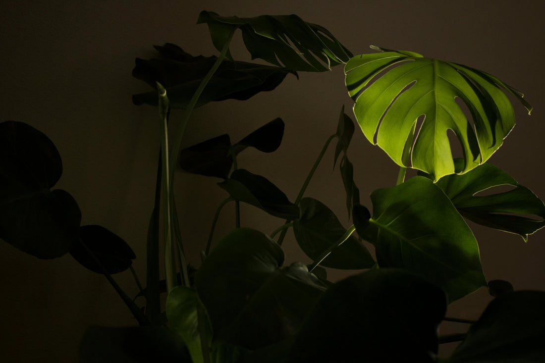 Cele mai bune plante de apartament pentru zile întunecate