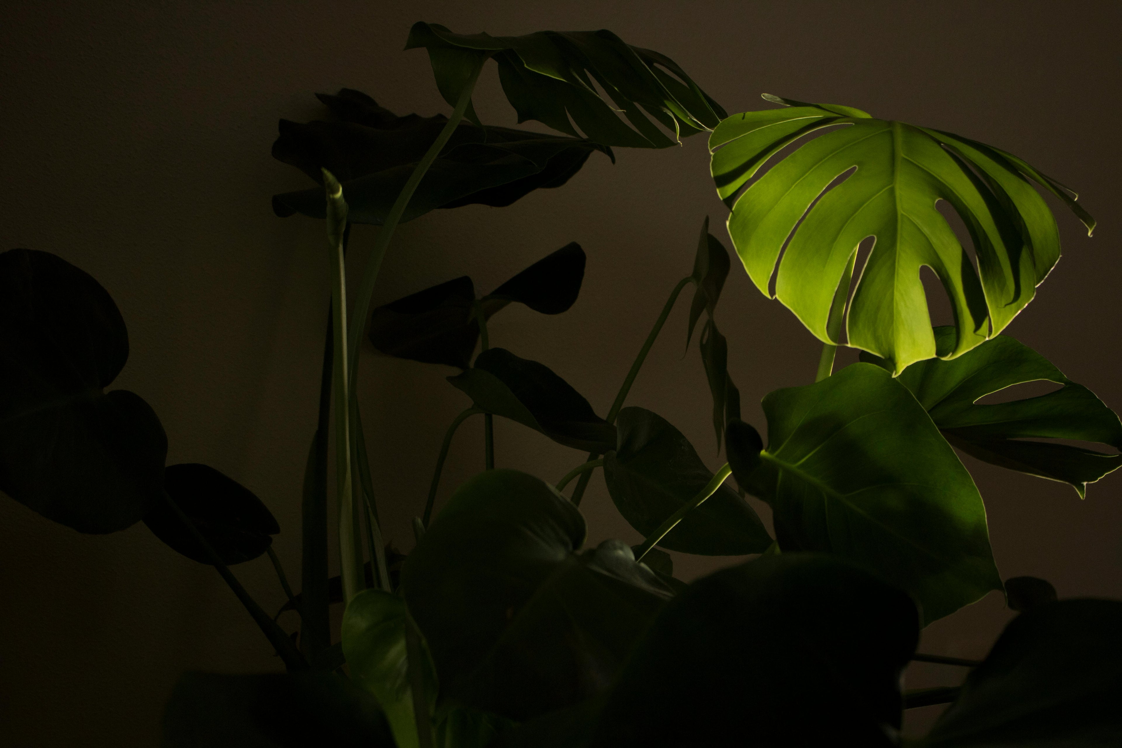 Cele mai bune plante de apartament pentru zile întunecate