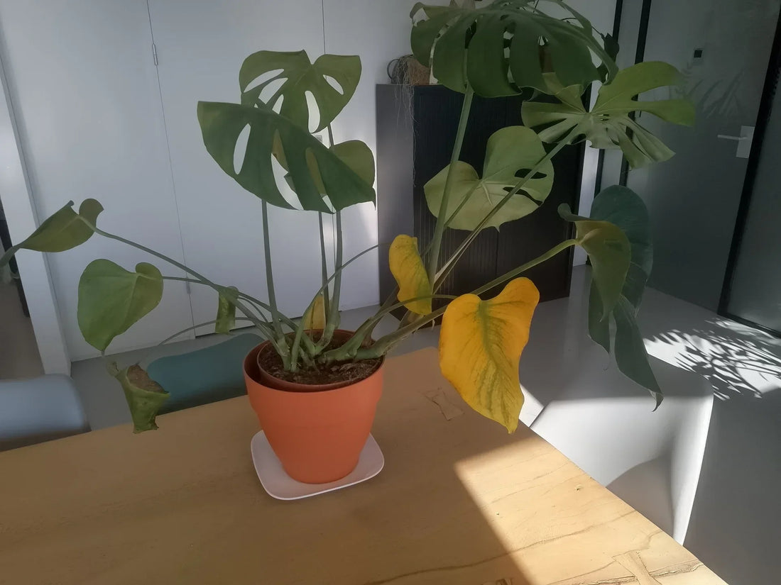 De ce se îngălbenesc frunzele plantei tale de apartament?