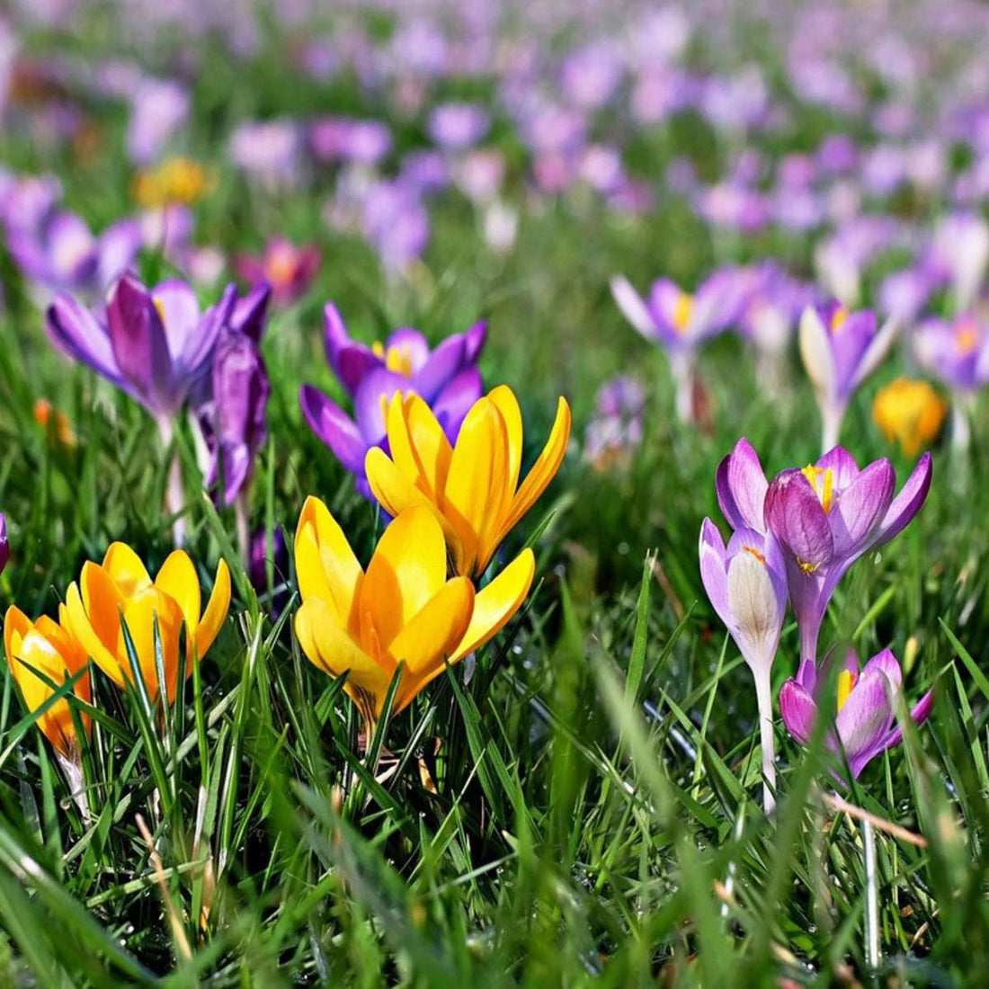 Cum și când se plantează bulbii de crocus?