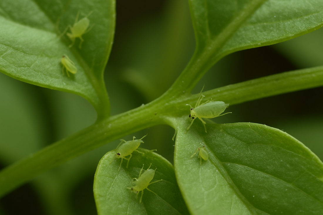 Păduchii de frunze la plantele de apartament – cum scapi de ei?