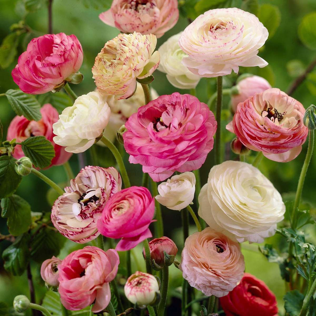Cum și când se plantează bulbii de Ranunculus?