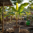Banan japonez - Musa basjoo - Înălţime 55-70cm - ⌀21cm