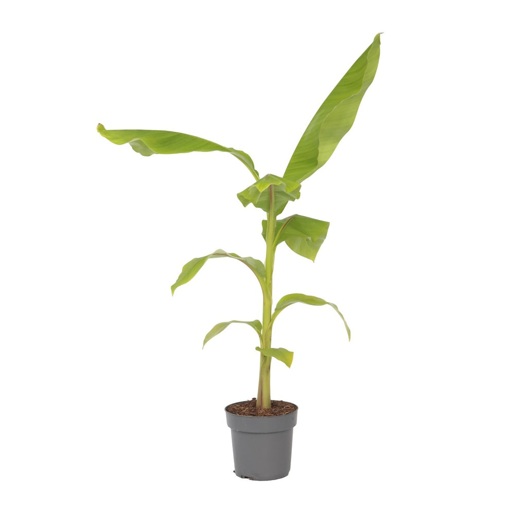 Banan japonez - Musa basjoo - Înălţime 55-70cm - ⌀21cm