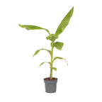 Banan japonez - Musa basjoo - Înălţime 55-70cm - ⌀21cm