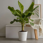 Banan japonez - 2 buc - Musa basjoo - Înălţime 55-70cm - ⌀21cm