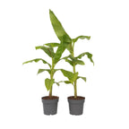 Banan japonez - 2 buc - Musa basjoo - Înălţime 55-70cm - ⌀21cm