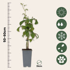 Zmeur - 2 buc - Rubus idaeus 'Malling Promise' - Înălţime 50-60cm - ⌀15cm