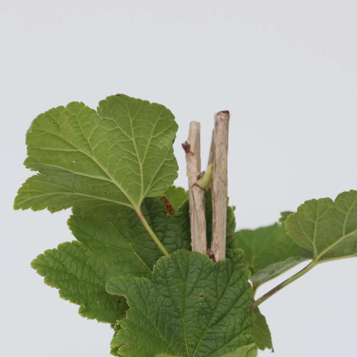 Coacăz roșu - 2 buc - Ribes rubrum 'Jonkheer van Tets' - În. 50-60cm - ⌀15cm