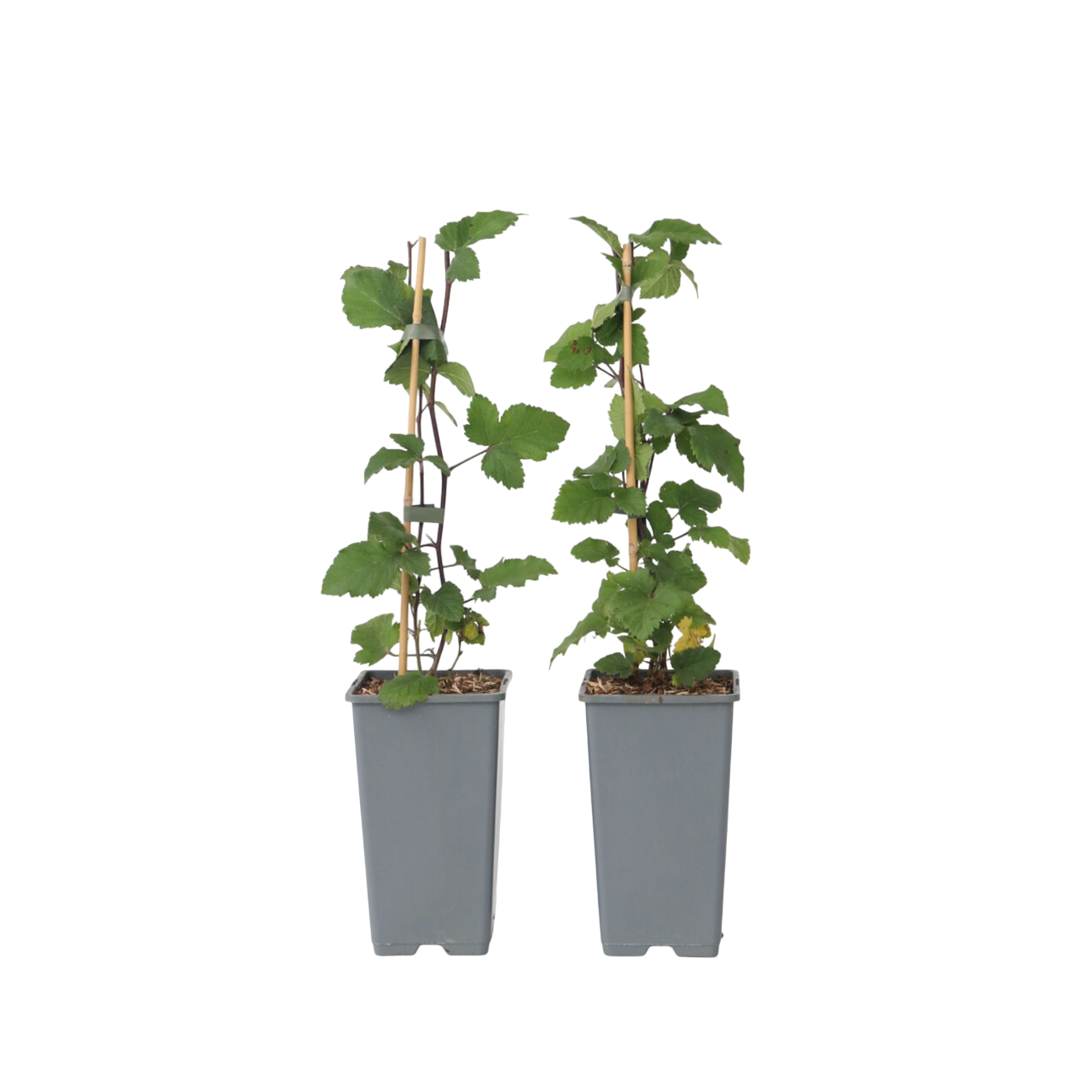 Coacăz roșu - 2 buc - Ribes rubrum 'Jonkheer van Tets' - În. 50-60cm - ⌀15cm