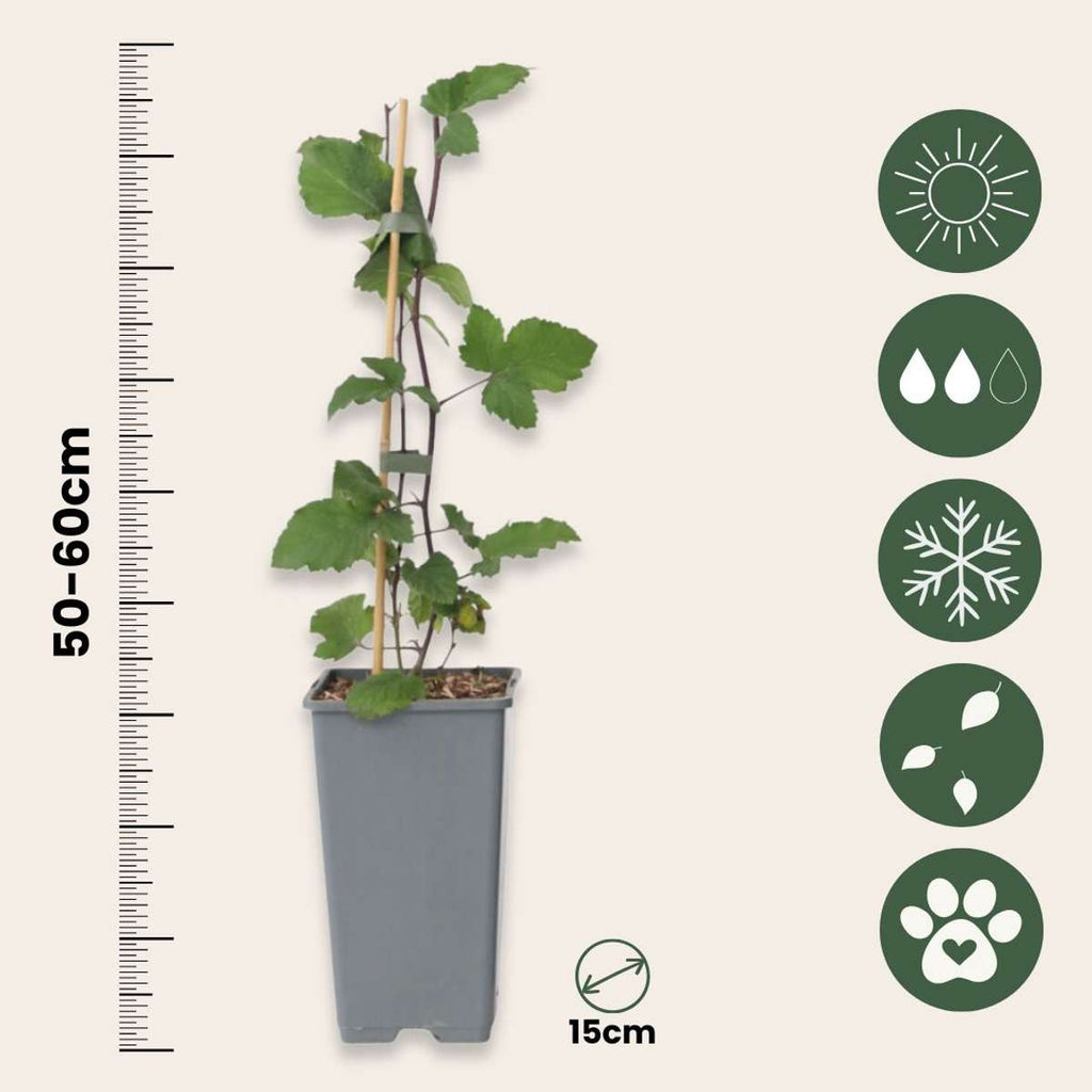 Coacăz roșu - 2 buc - Ribes rubrum 'Jonkheer van Tets' - În. 50-60cm - ⌀15cm