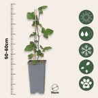 Coacăz roșu - 2 buc - Ribes rubrum 'Jonkheer van Tets' - În. 50-60cm - ⌀15cm