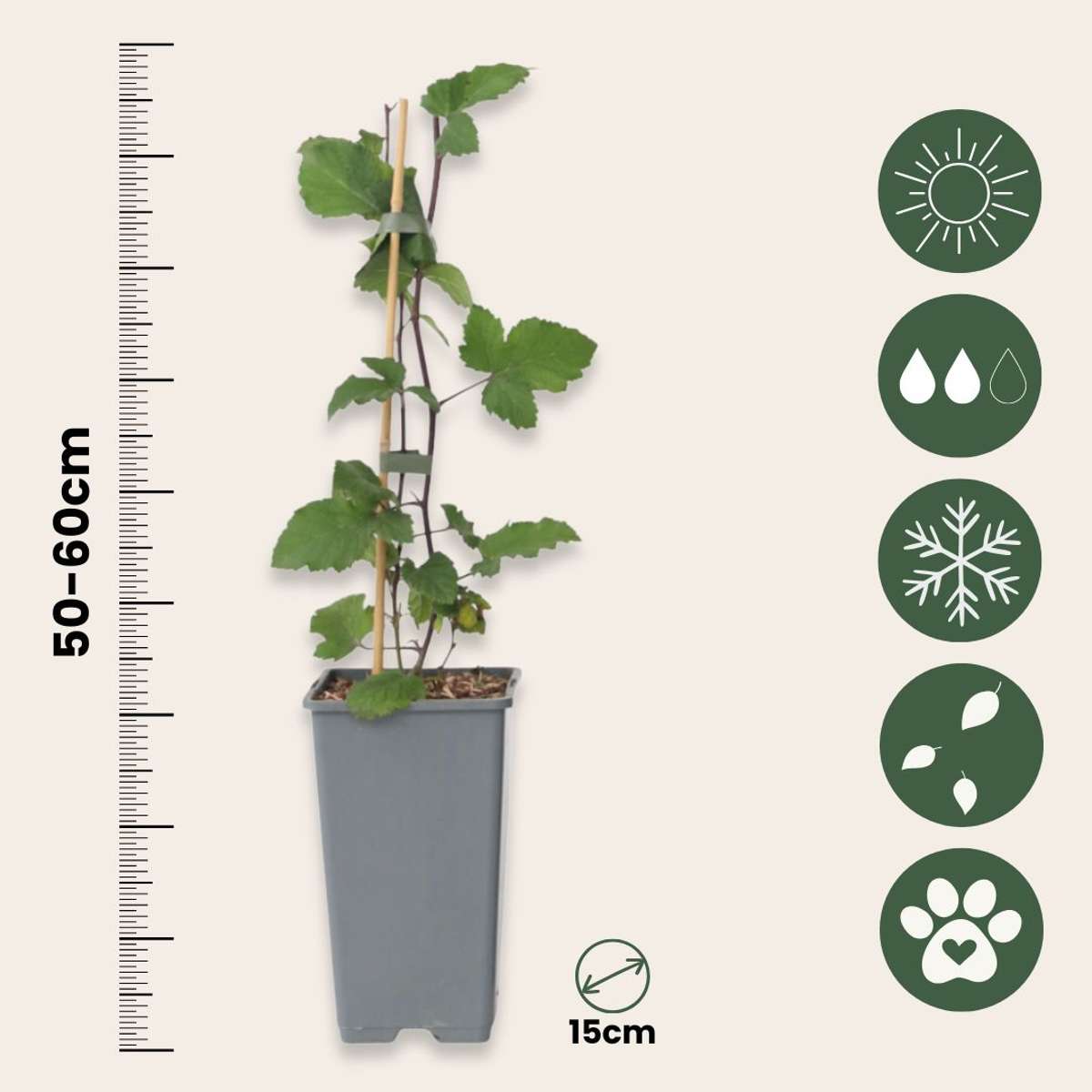Coacăz roșu - 2 buc - Ribes rubrum 'Jonkheer van Tets' - În. 50-60cm - ⌀15cm