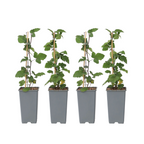Coacăz roșu - 4 buc - Ribes rubrum 'Jonkheer van Tets' - În. 50-60cm - ⌀15cm