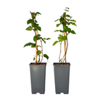 Mur - 2 buc - Rubus fruticosus 'Thornfree' - Înălţime 50-60cm - ⌀15cm