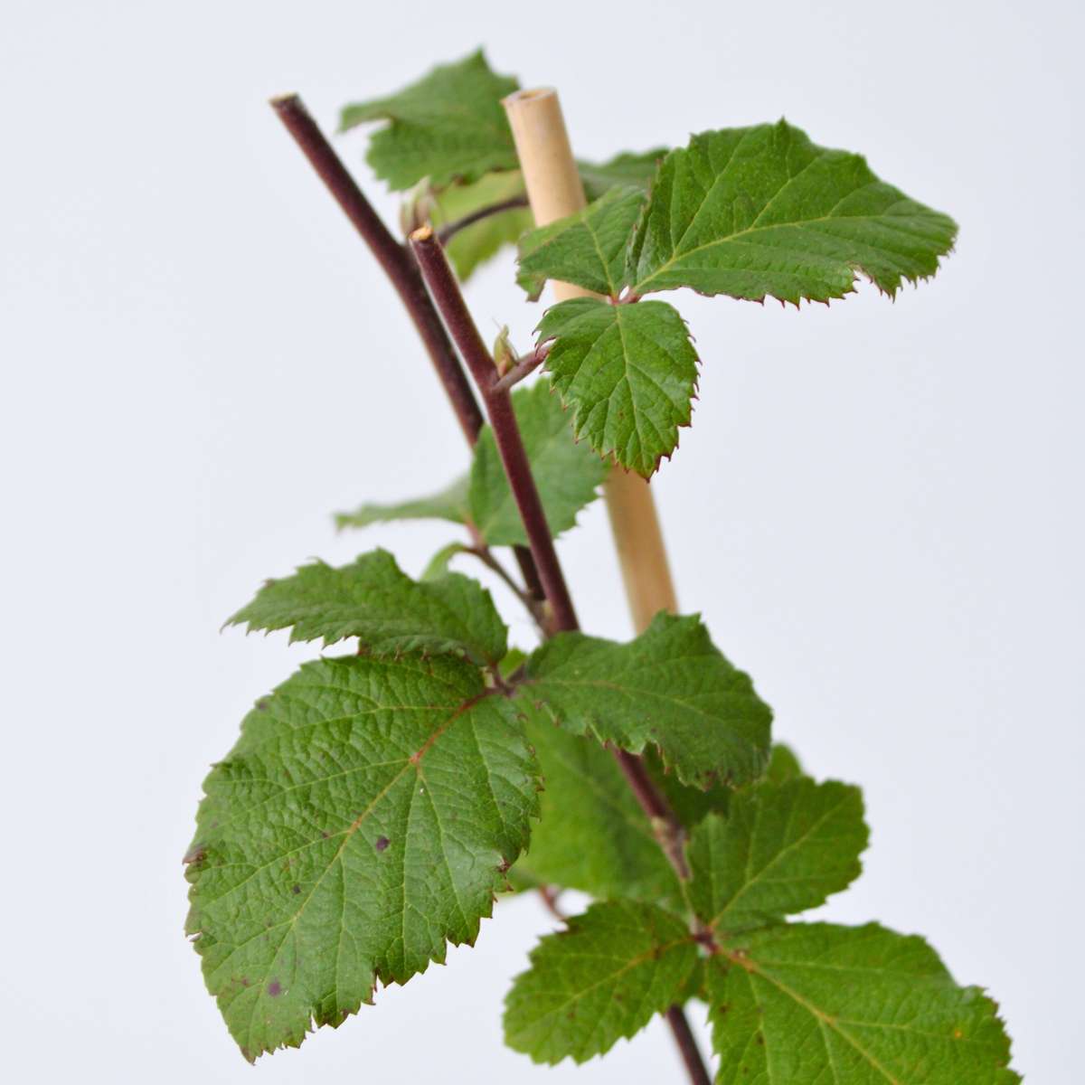 Mur - 2 buc - Rubus fruticosus 'Thornfree' - Înălţime 50-60cm - ⌀15cm