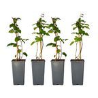 Mur - 2 buc - Rubus fruticosus 'Thornfree' - Înălţime 50-60cm - ⌀15cm