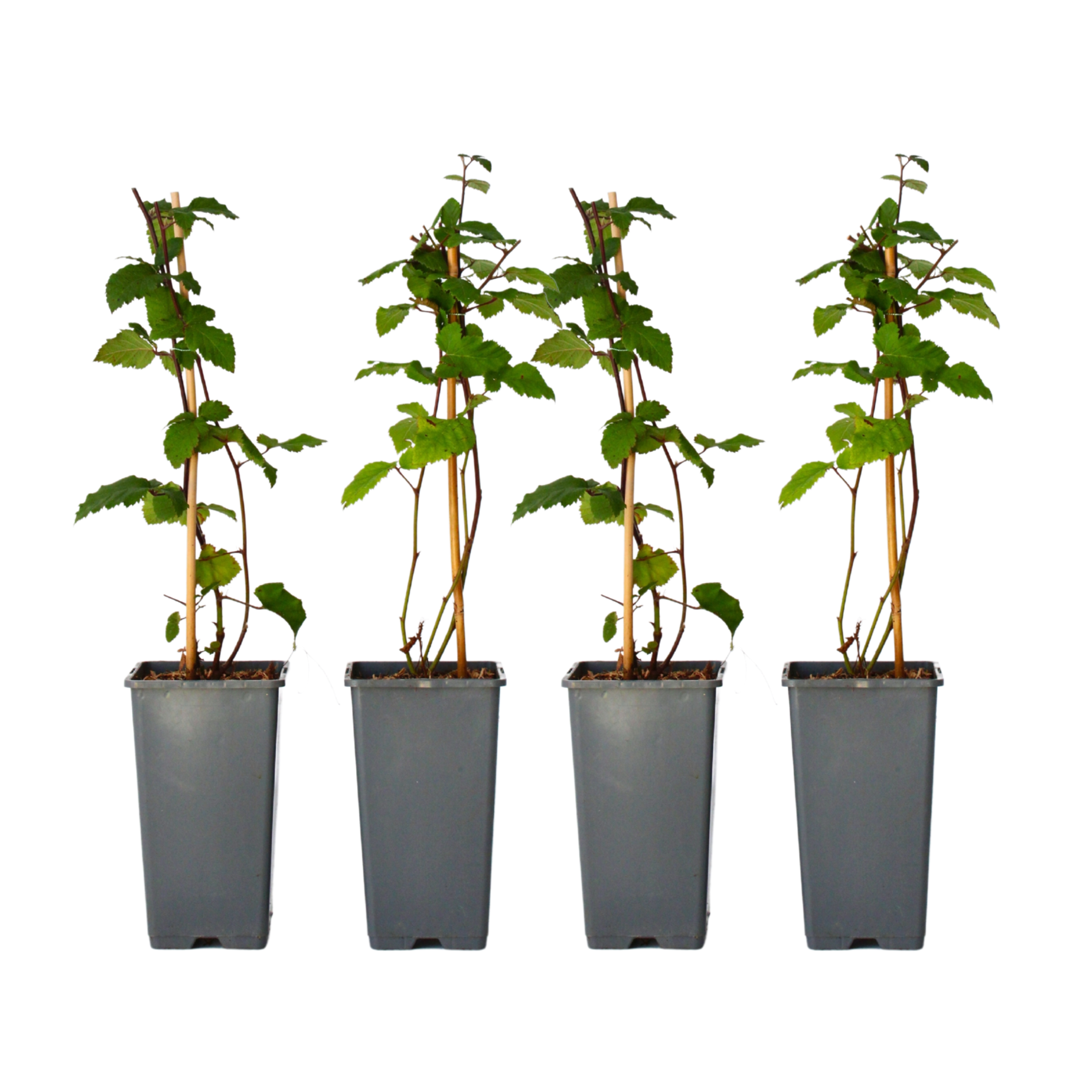 Mur - 2 buc - Rubus fruticosus 'Thornfree' - Înălţime 50-60cm - ⌀15cm