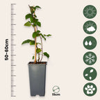 Mur - 2 buc - Rubus fruticosus 'Thornfree' - Înălţime 50-60cm - ⌀15cm