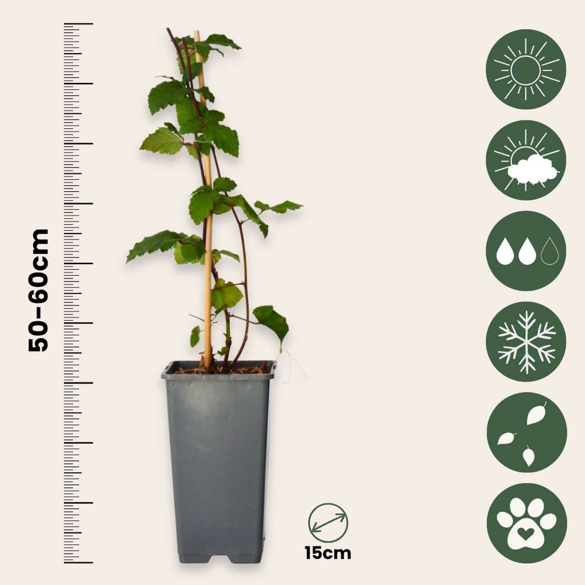 Mur - 2 buc - Rubus fruticosus 'Thornfree' - Înălţime 50-60cm - ⌀15cm