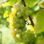 Viță de vie - Vitis vinifera 'Himrod' - Înălţime 60-75cm - ⌀21cm