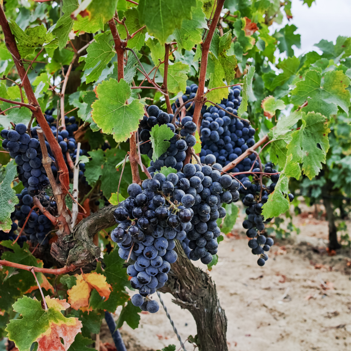 Viță de vie - 3 buc - Vitis vinifera 'Cabernet franc' - Înălţime 25-40cm - ⌀9cm