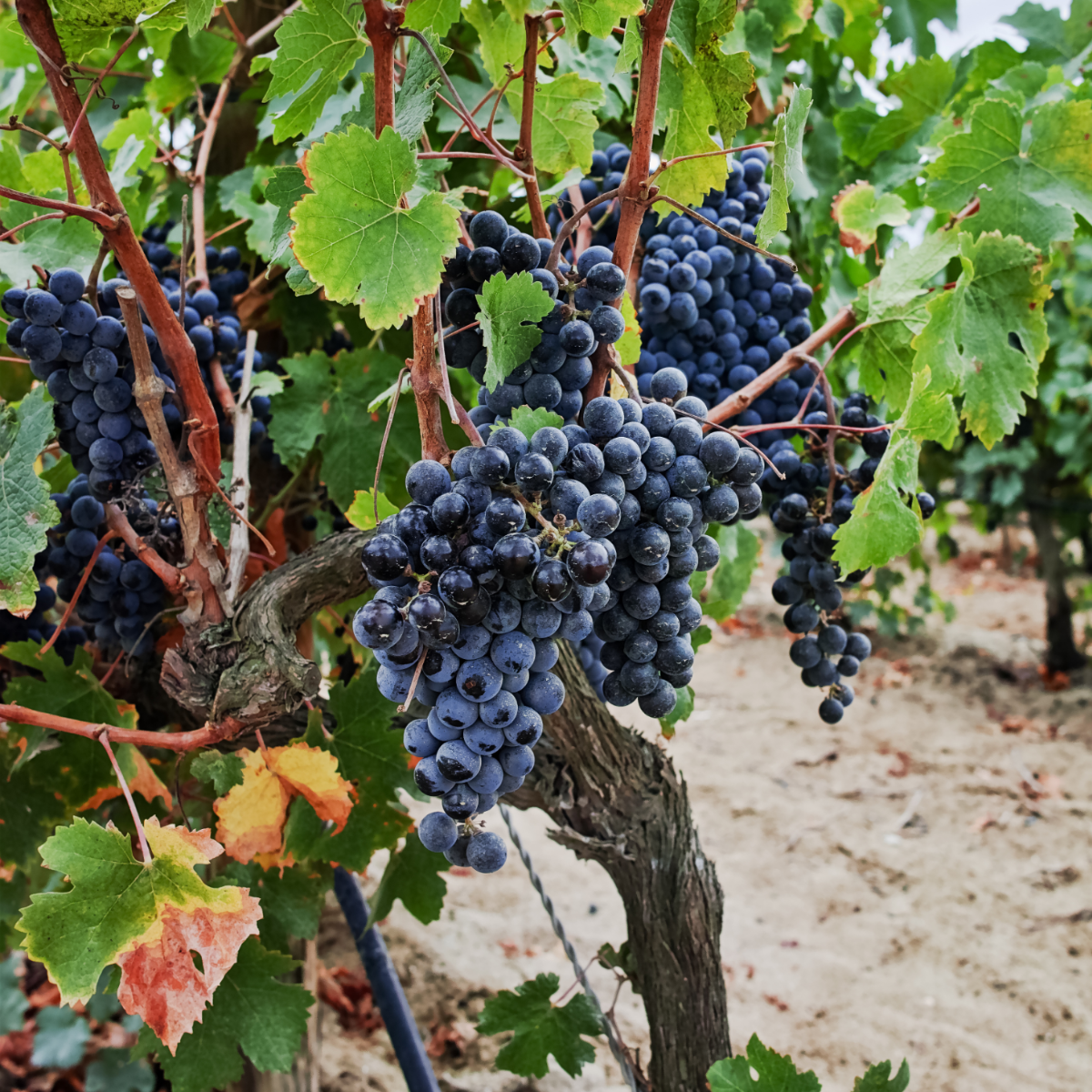 Viță de vie - Vitis vinifera 'Nero' - Înălţime 60-75cm - ⌀21cm