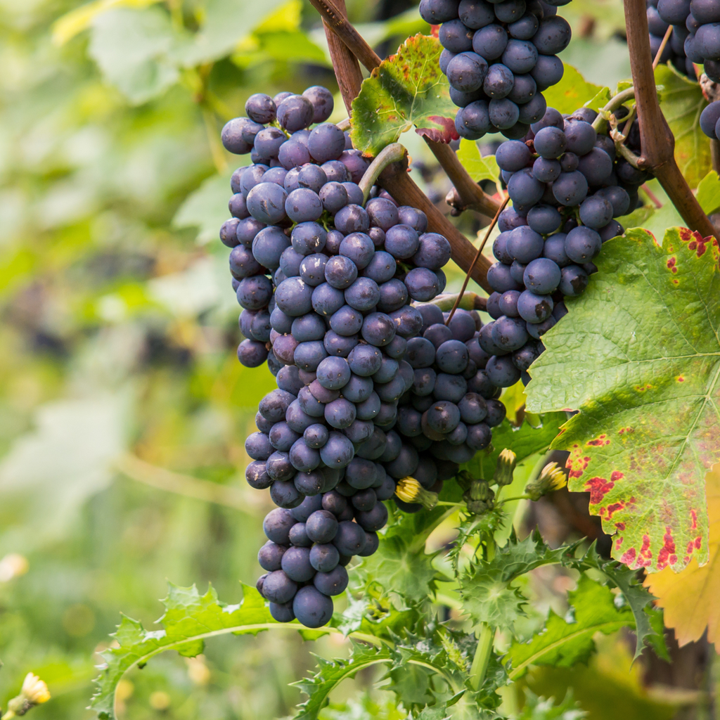 Viță de vie - Vitis vinifera 'Nero' - Înălţime 60-75cm - ⌀21cm