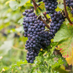 Viță de vie - Vitis vinifera 'Nero' - Înălţime 60-75cm - ⌀21cm