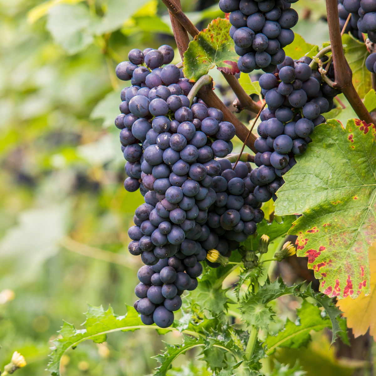 Viță de vie - Vitis vinifera 'Nero' - Înălţime 60-75cm - ⌀21cm