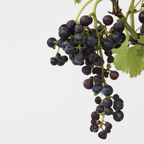 Viță de vie - Vitis vinifera 'Nero' - Înălţime 60-75cm - ⌀21cm