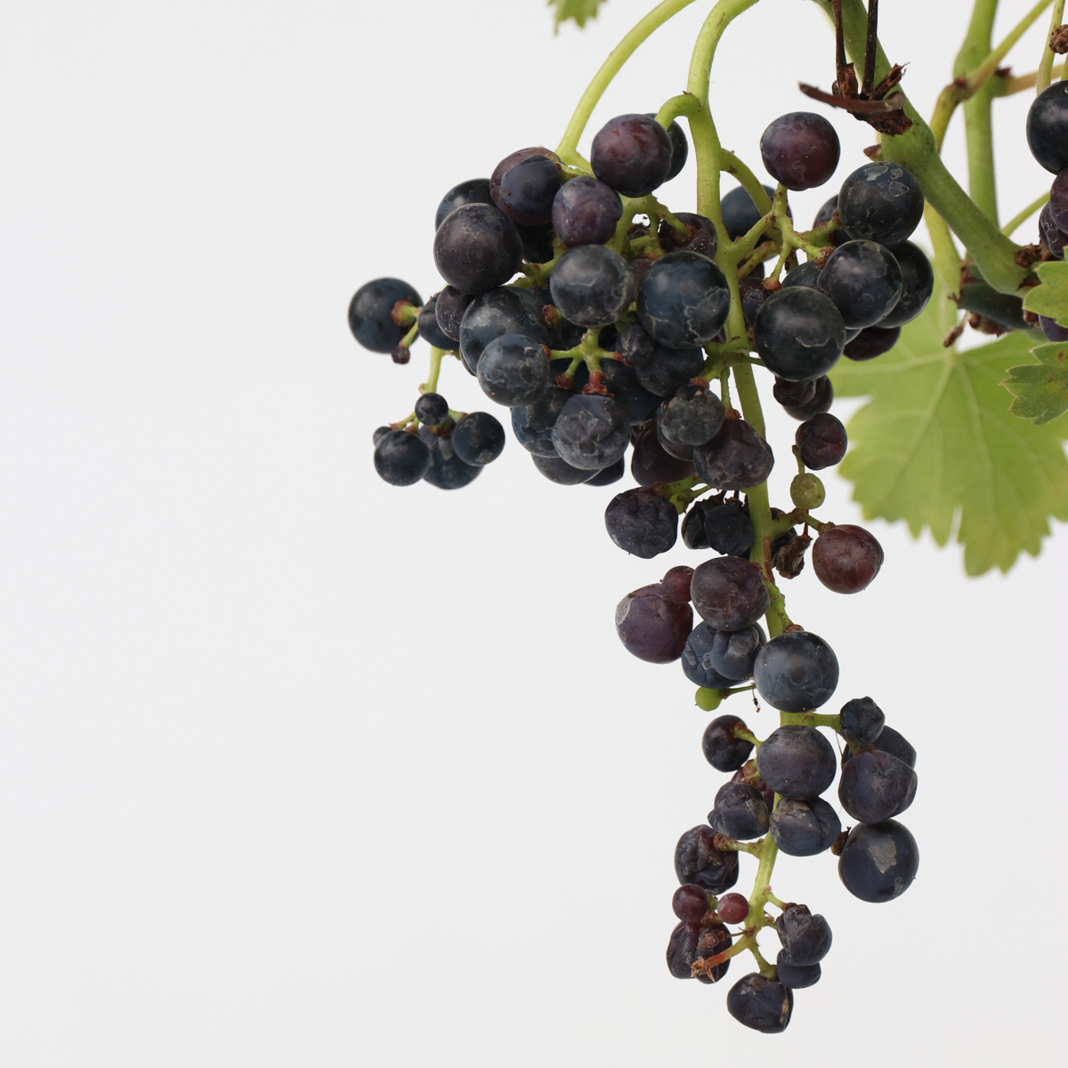 Viță de vie - Vitis vinifera 'Nero' - Înălţime 60-75cm - ⌀21cm