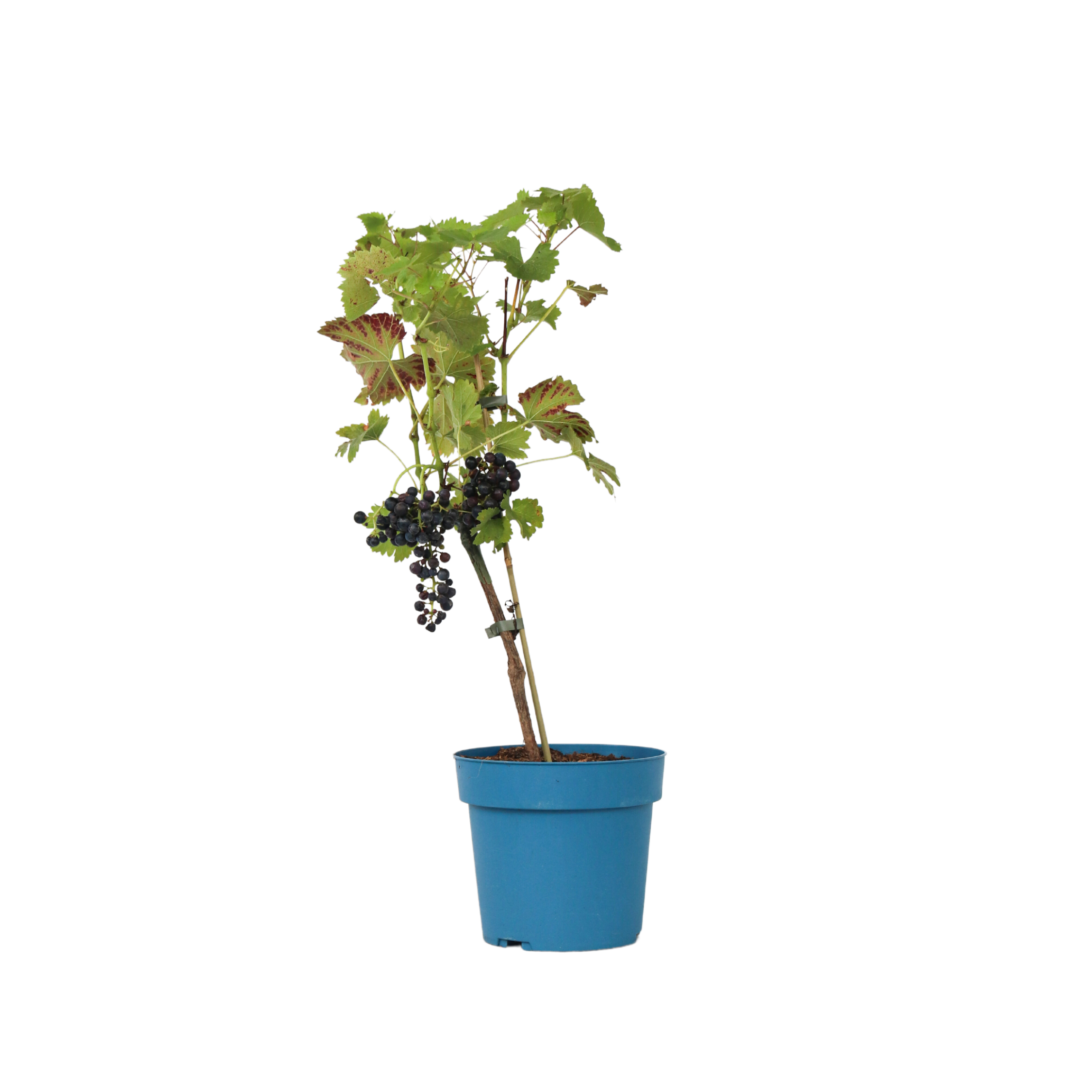 Viță de vie - Vitis vinifera 'Nero' - Înălţime 60-75cm - ⌀21cm