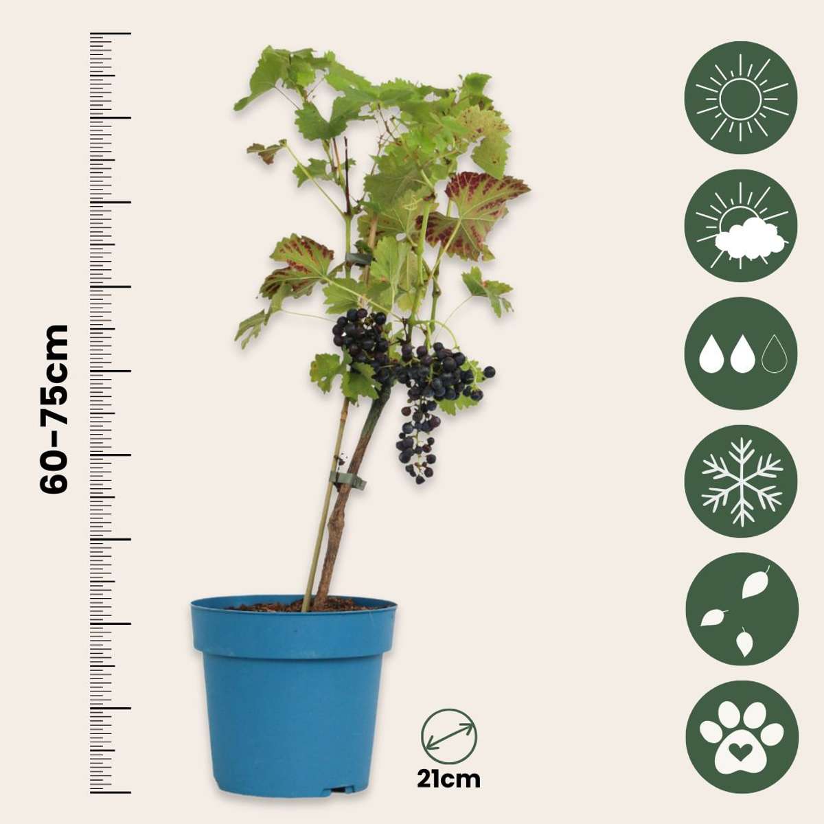 Viță de vie - Vitis vinifera 'Nero' - Înălţime 60-75cm - ⌀21cm