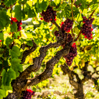 Viță de vie - 3 buc - Vitis vinifera 'pinot gris' - Înălţime 25-40cm - ⌀9cm