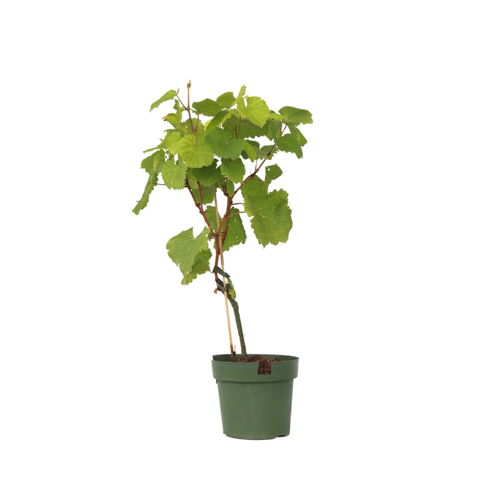 Viță de vie - Vitis vinifera 'Vanessa' - Înălţime 60-75cm - ⌀21cm