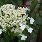 Hortensie - 2 buc - Hydrangea anomale Petiolaris - Înălţime 60-70cm - ⌀15cm