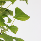 Hortensie - 2 buc - Hydrangea anomale Petiolaris - Înălţime 60-70cm - ⌀15cm
