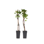 Hortensie - 2 buc - Hydrangea anomale Petiolaris - Înălţime 60-70cm - ⌀15cm