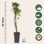 Hortensie - 2 buc - Hydrangea anomale Petiolaris - Înălţime 60-70cm - ⌀15cm