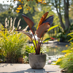 Banana roșie -  Musa sikkimensis Ever Red - Înălțime 55-70cm - ⌀21cm