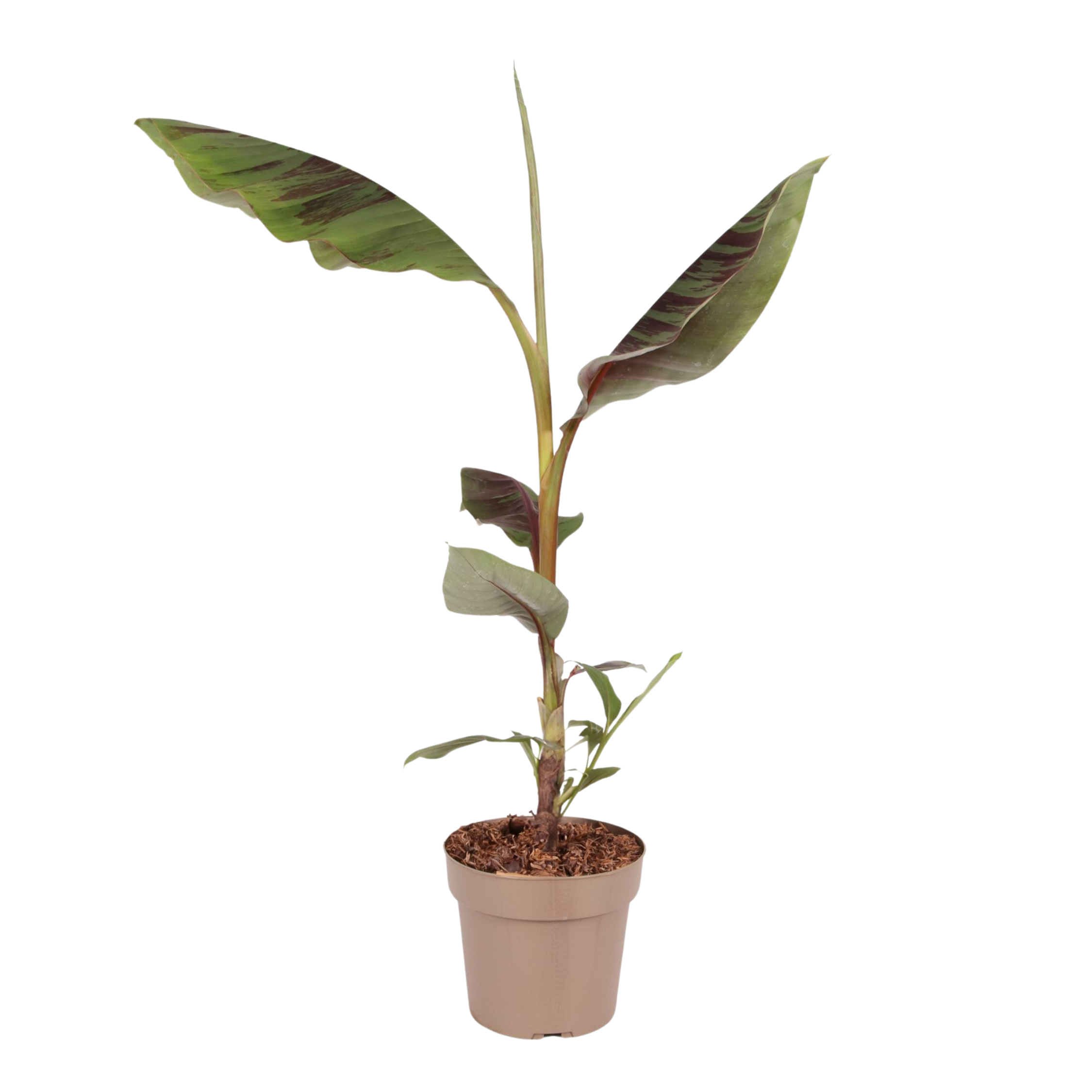 Banana roșie -  Musa sikkimensis Ever Red - Înălțime 55-70cm - ⌀21cm