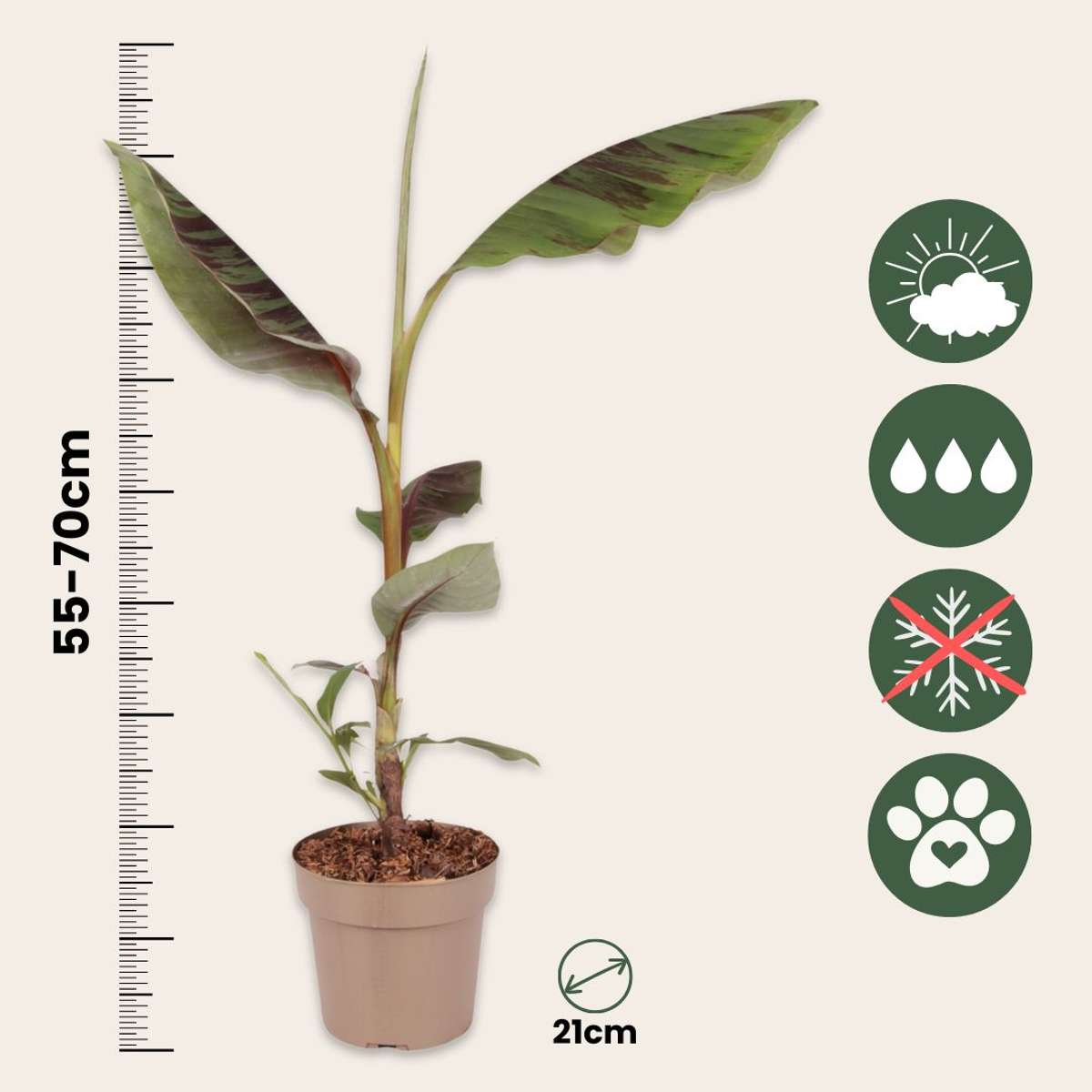 Banana roșie - Set de 2 -  Musa sikkimensis Ever Red - Înălțime 55-70cm - ⌀21cm