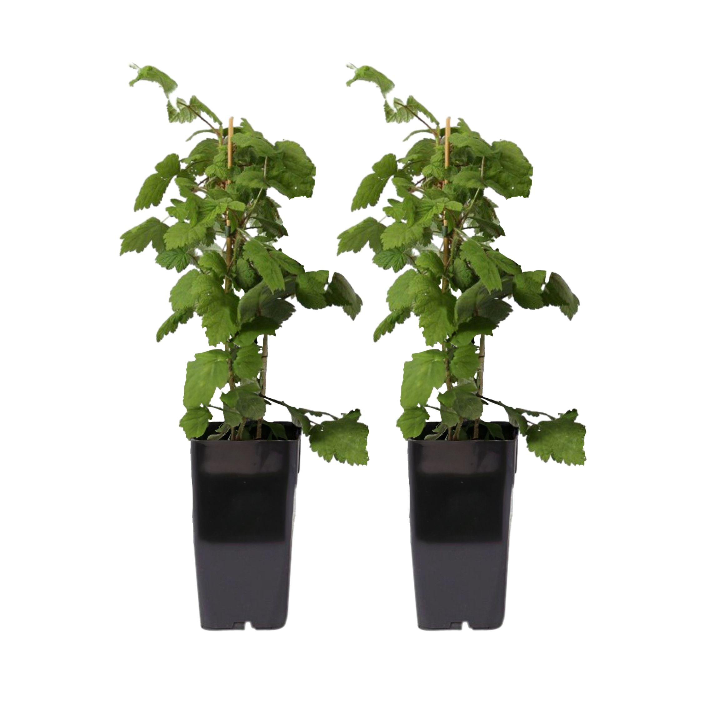 Zmeur japonez - Set de 2 - Rubus phoenicolasius - Înălțime 50-60cm - ø15cm