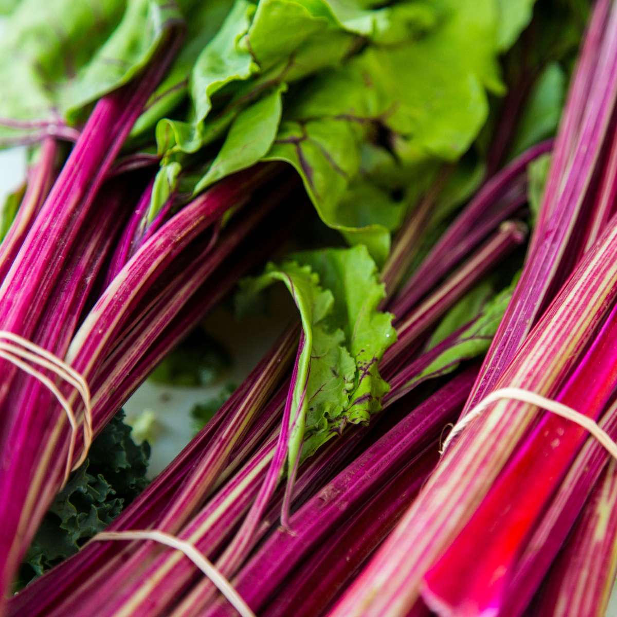 Rubarbă - Set 2 - Rheum rhabarbarum - Î.50-60cm - ø15cm