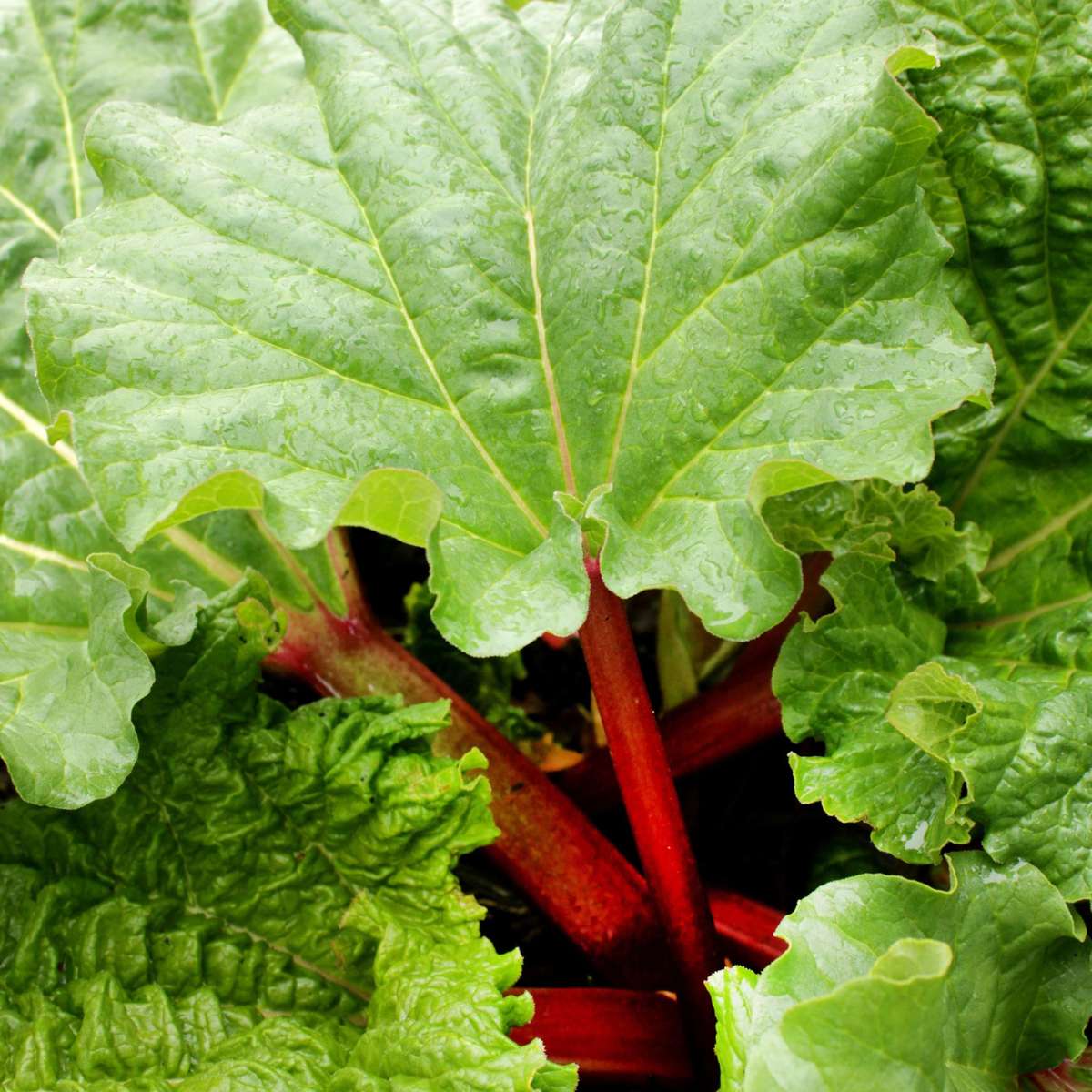 Rubarbă - Set 2 - Rheum rhabarbarum - Î.50-60cm - ø15cm