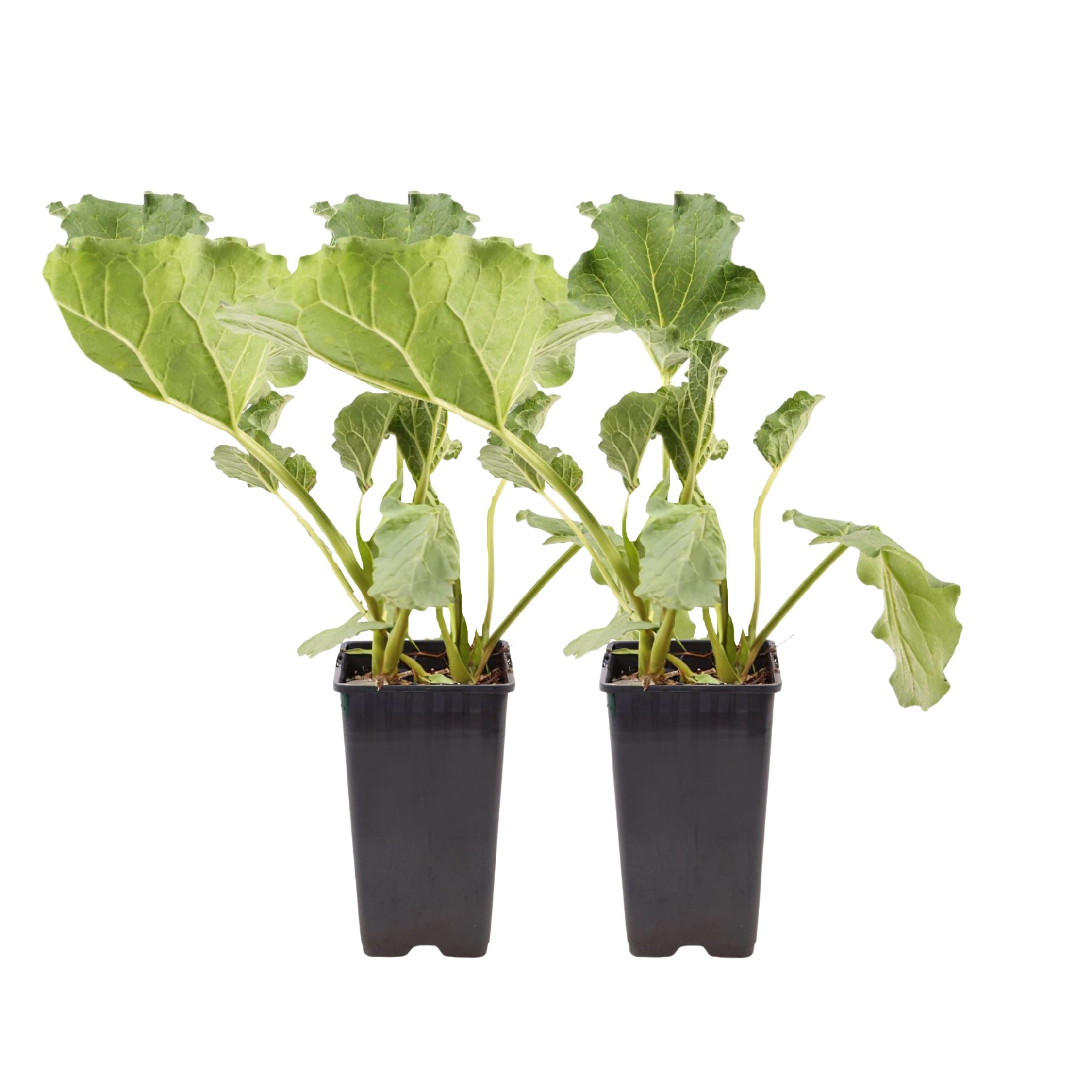 Rubarbă - Set 2 - Rheum rhabarbarum - Î.50-60cm - ø15cm